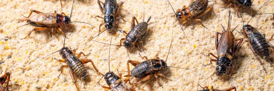 Farm crickets ,Close up of Crickets (Gryllidae) in farm,many crickets eating feed.