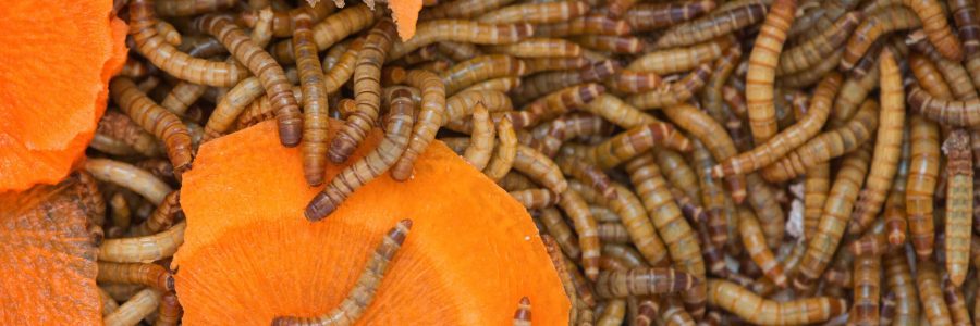 Worms, Meal worms. larvae of the beetle Tenebrio molitorwith pieces of carrots.